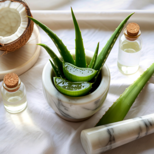 Fresh aloe vera leaves in a marble bowl with slices, surrounded by small glass bottles of oil and a halved coconut on a white fabric background.