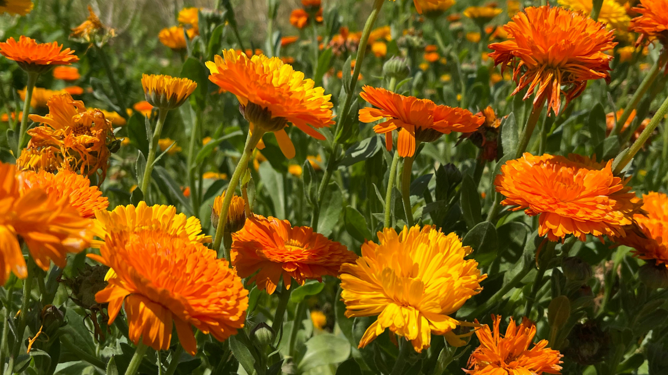 Bright orange and yellow calendula flowers blooming in a lush green garden under natural sunlight.