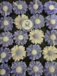 Botanical Wax Melts - Fig Fatale