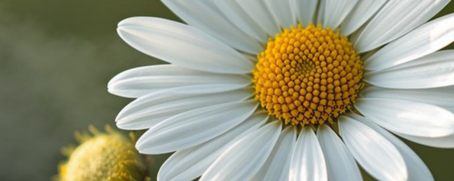 Bisabolol - The Soothing Ingredient Deep Dive (2)